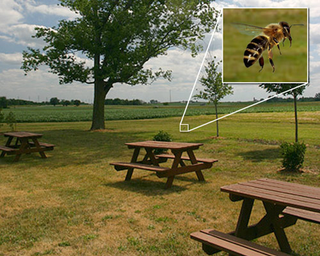 Dallas' Davis Park on Monday afternoon, still abandoned hours after the bee enounter. Inset: the bee.